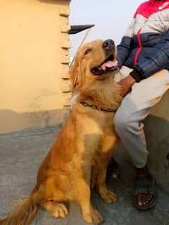 Young Golden retriever