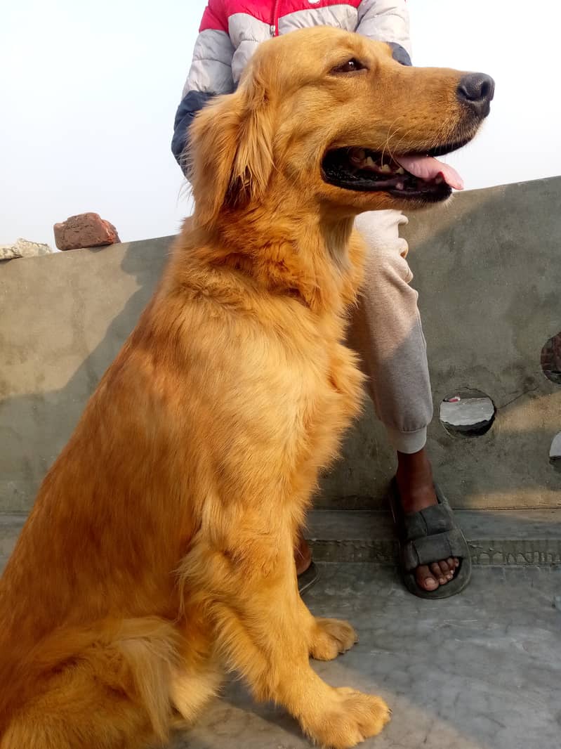 Young Golden retriever 2