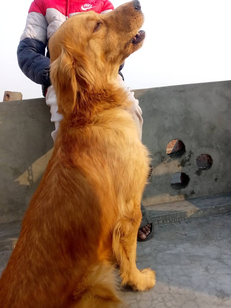 Young Golden retriever 3