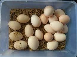 Desi Eggs Fertile 2