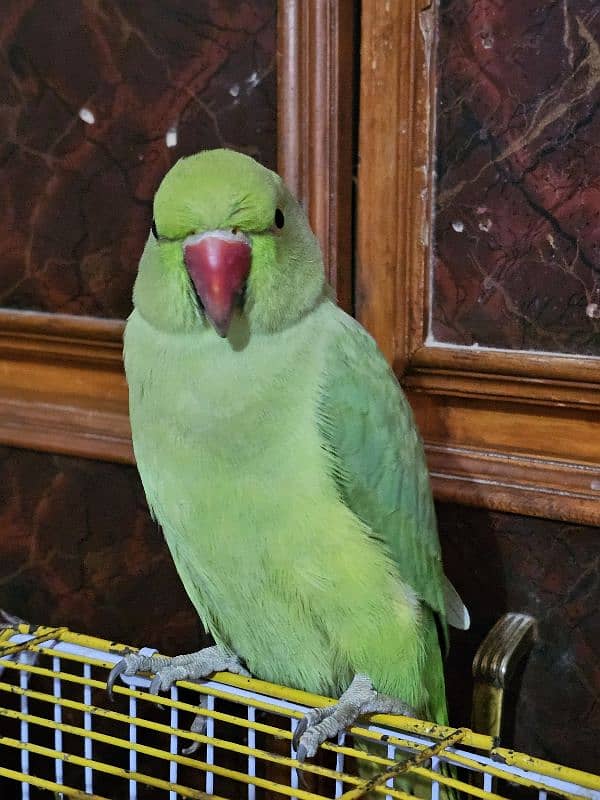 Very nice female parrot available for sale 0