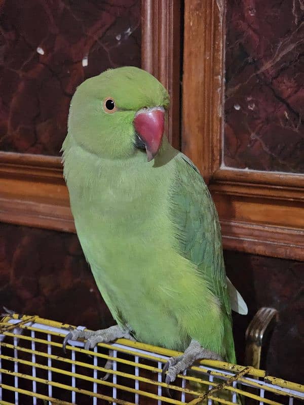 Very nice female parrot available for sale 1