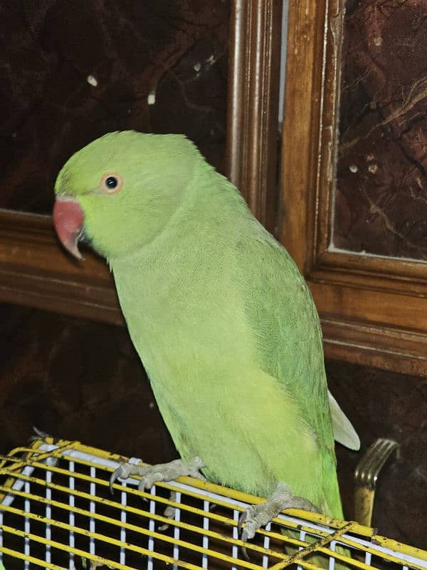 Very nice female parrot available for sale 2