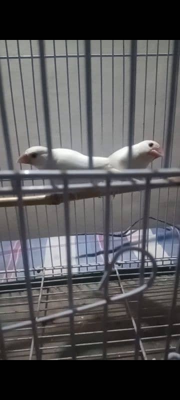 white java breeder pair 031966431o3 0