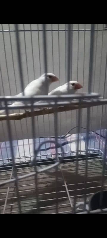 white java breeder pair 031966431o3 1