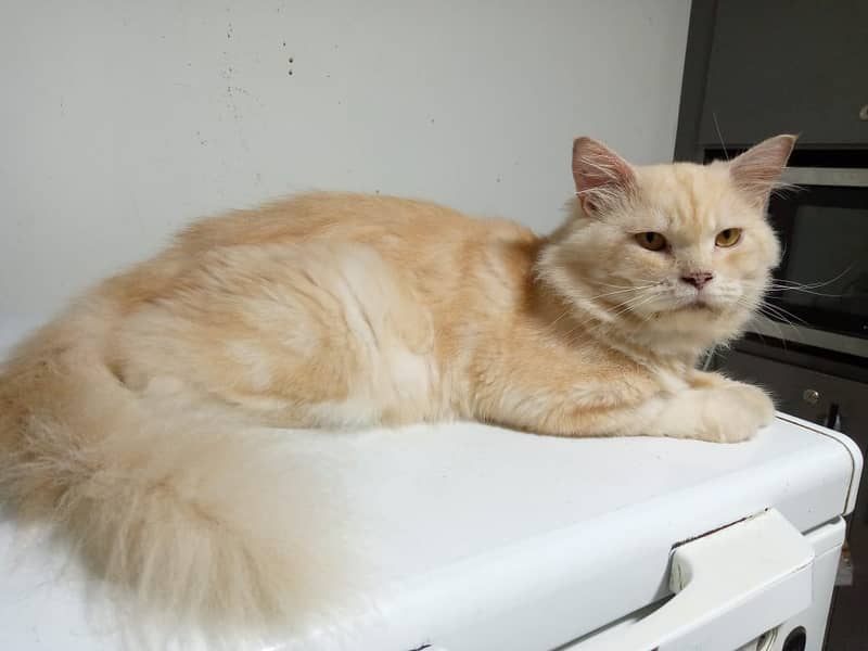 Pure Persian Male Cat contact number 03133987673 1