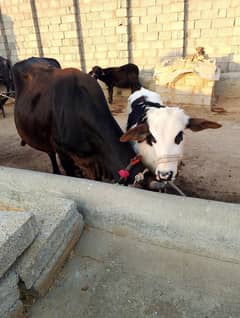 Nelli ravi Nasal II Cow II Friesian cross cow II sahiwal cross II sale