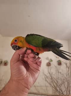 sun conure (chicks)/parrot chicks read description