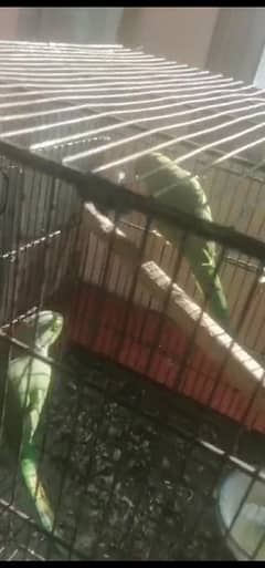 Raw male  Parrot / Parrot / katha  parrot /  ring neck / طوطا