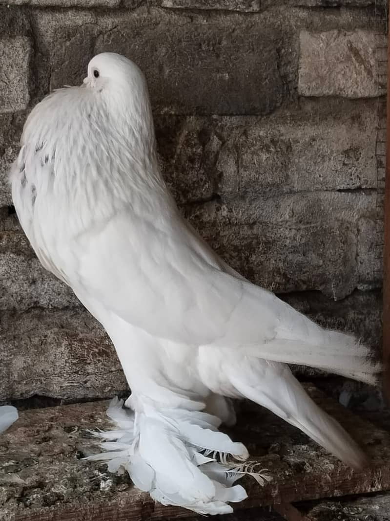 White Pamorian II pegion kabutar II fancy pegionII for sale 12