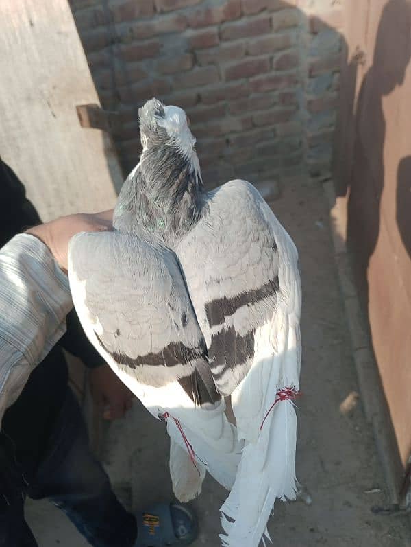 Pigeons Urgent for sale (03336131982) 1