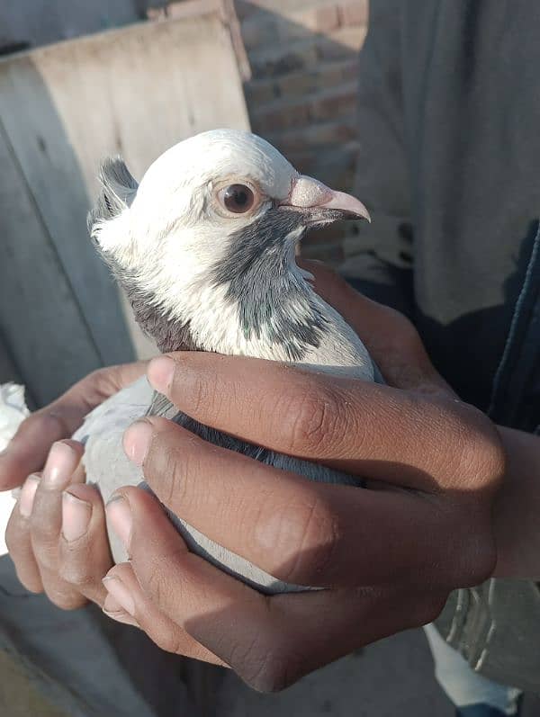 Pigeons Urgent for sale (03336131982) 2