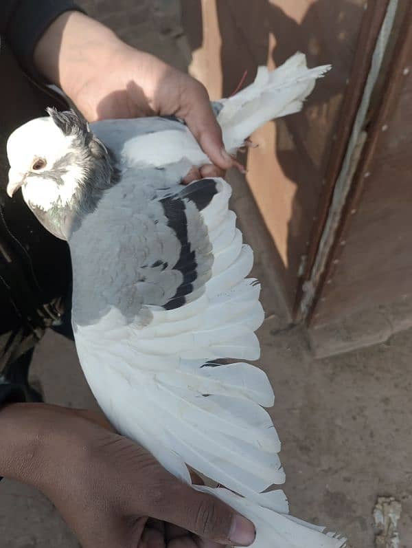 Pigeons Urgent for sale (03336131982) 3