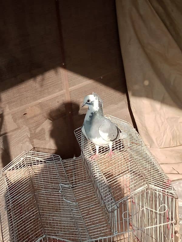 Pigeons Urgent for sale (03336131982) 4