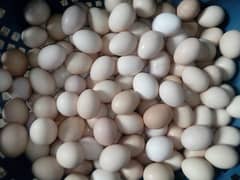 Desi eggs(fertile) 03062579624