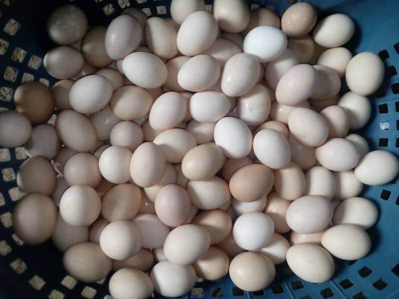 Desi eggs(fertile) 03062579624 1