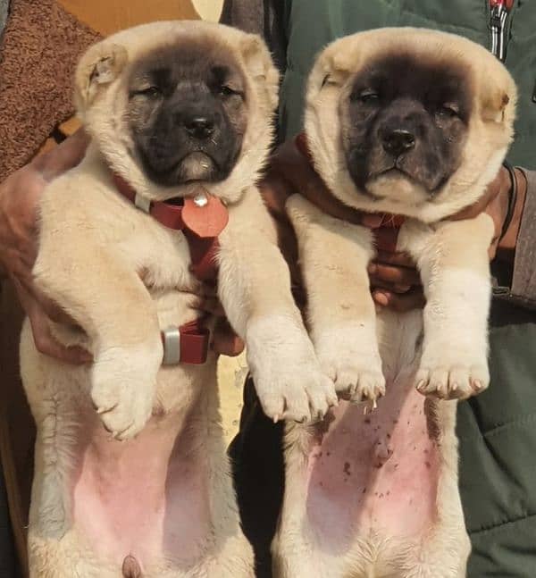 Kurdish kangal pair male female age 2 month havey bone for sale 0