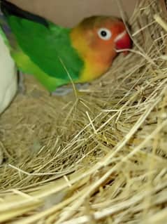 LOVE BIRDS TWO BREEDER PAIRS WITH EGGS