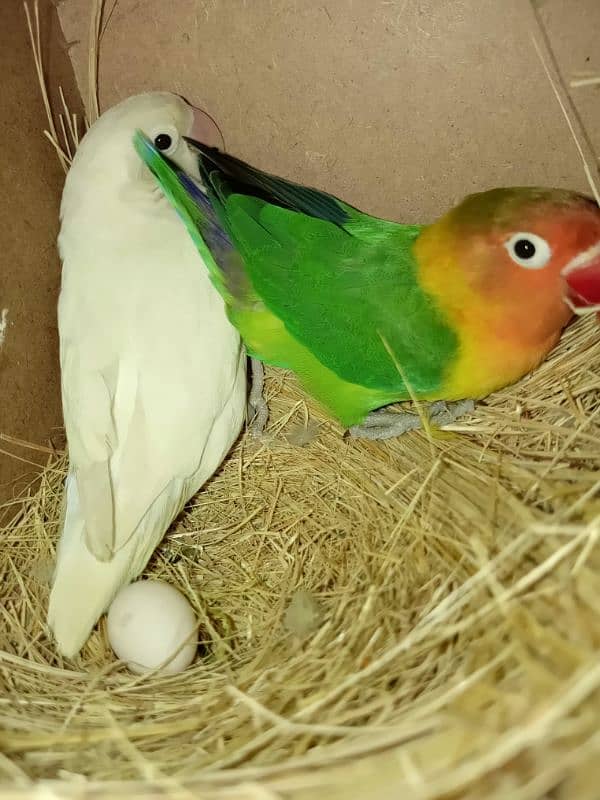 LOVE BIRDS TWO BREEDER PAIRS WITH EGGS 1