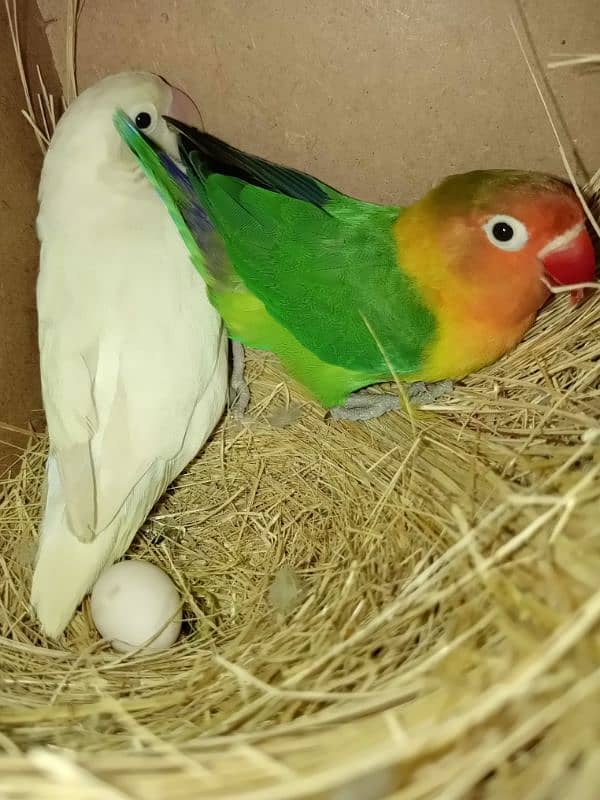 LOVE BIRDS TWO BREEDER PAIRS WITH EGGS 3