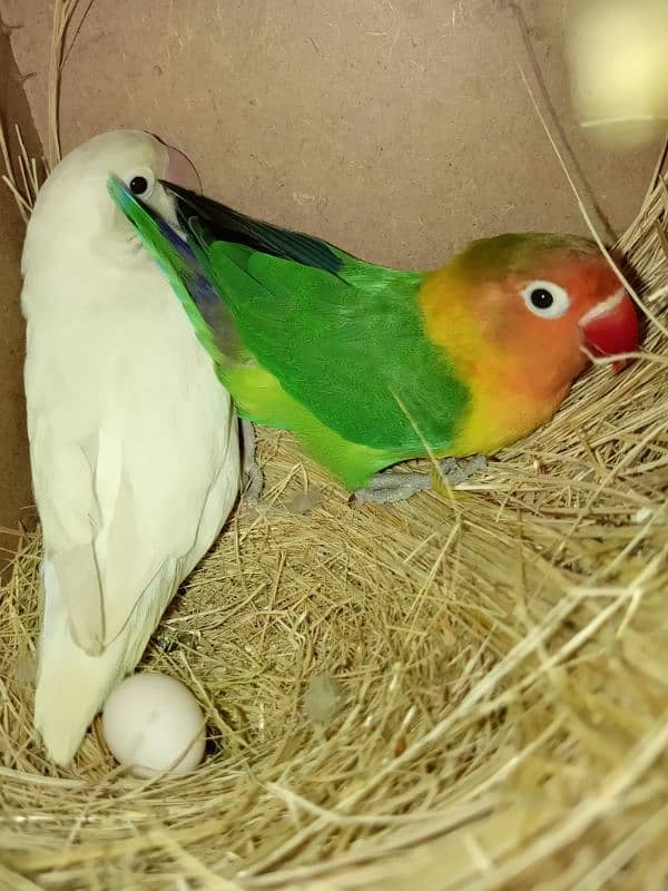 LOVE BIRDS TWO BREEDER PAIRS WITH EGGS 4