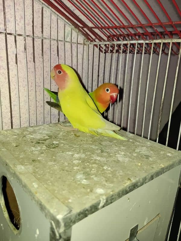 LOVE BIRDS TWO BREEDER PAIRS WITH EGGS 5