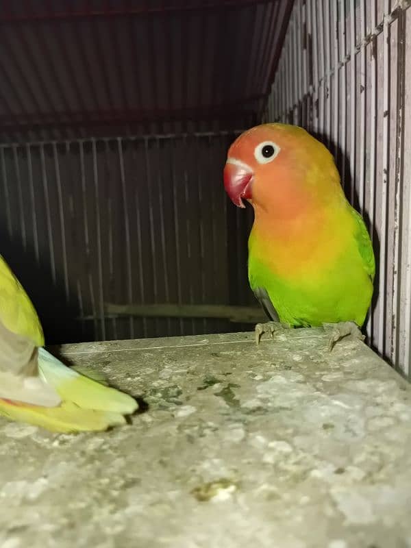 LOVE BIRDS TWO BREEDER PAIRS WITH EGGS 6