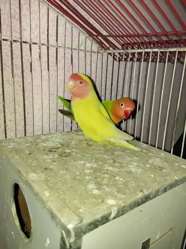 LOVE BIRDS TWO BREEDER PAIRS WITH EGGS 7