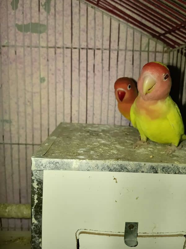 LOVE BIRDS TWO BREEDER PAIRS WITH EGGS 8