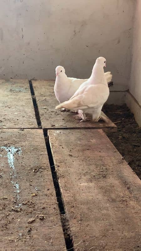 Laky breeder pair. Lakhy ka breeder pair. Fancy kabotar 3193245450 0