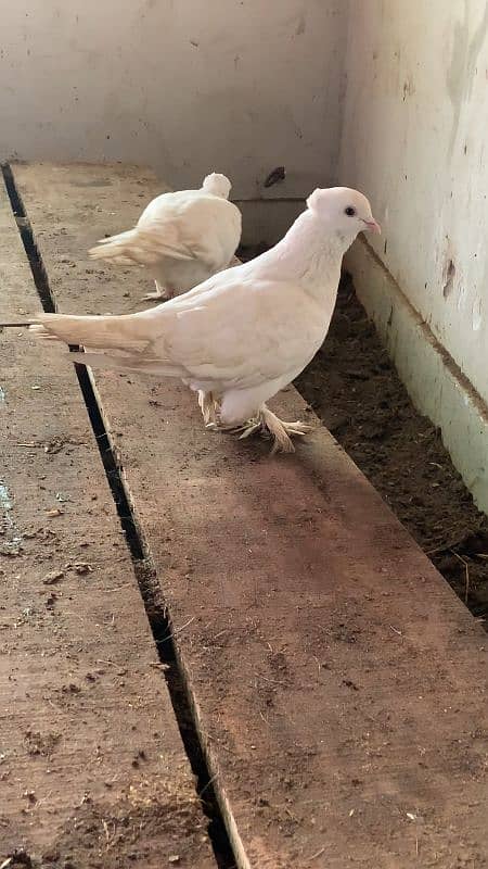 Laky breeder pair. Lakhy ka breeder pair. Fancy kabotar 3193245450 2