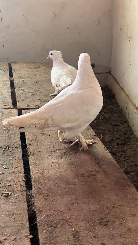 Laky breeder pair. Lakhy ka breeder pair. Fancy kabotar 3193245450 3