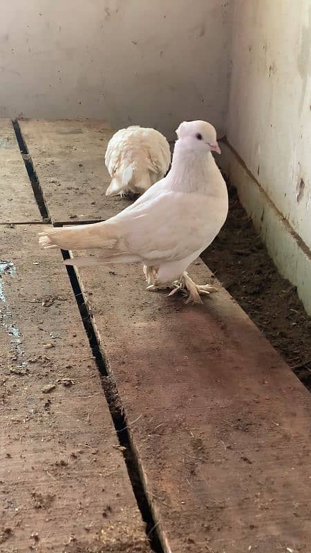 Laky breeder pair. Lakhy ka breeder pair. Fancy kabotar 3193245450 4