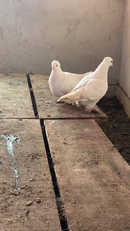 Laky breeder pair. Lakhy ka breeder pair. Fancy kabotar 3193245450 6