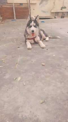 siberian husky for sale 0322-223354