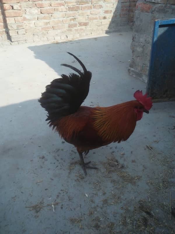 Desi hens for sale 0