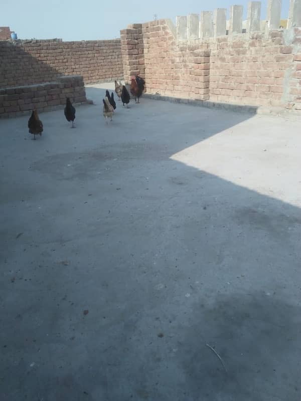 Desi hens for sale 1