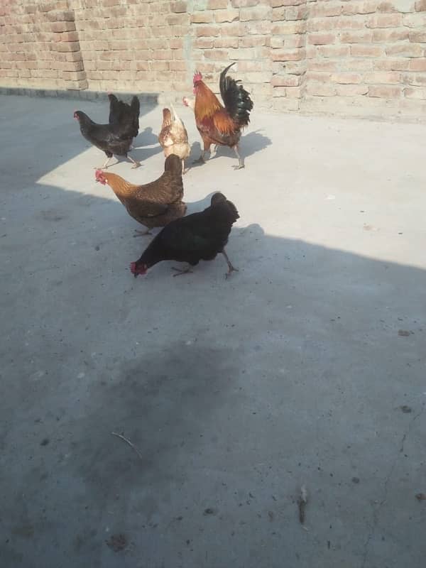 Desi hens for sale 2