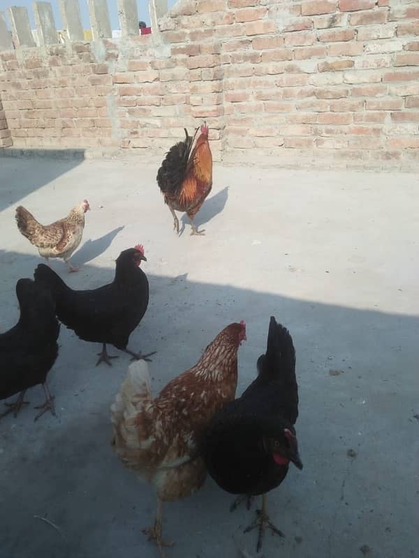 Desi hens for sale 3