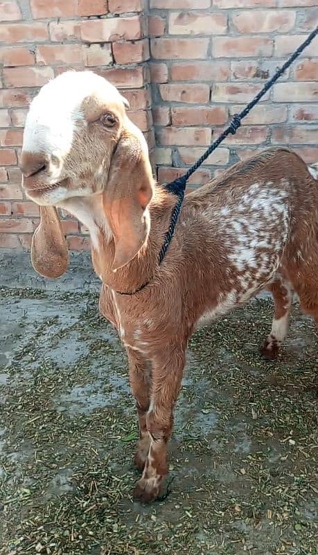 2 Bakra For Sale Ready For Qurbani: Phone No:03066317800 price:72000 0