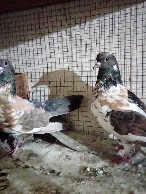 pishori pair for sale 1