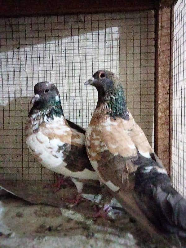 pishori pair for sale 2