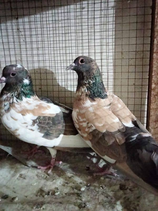 pishori pair for sale 3