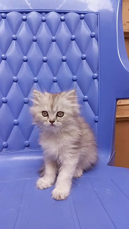 Persian triple coated female 1