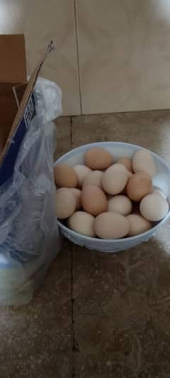 ghr k desi eggs available hain 03034190298