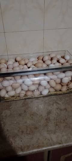 ghr k desi eggs available hain 03034190298