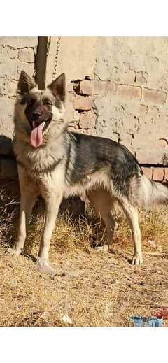 Belgium shepherd double coat full security male for sale