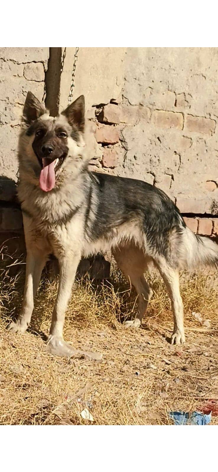 Belgium shepherd double coat full security male for sale 0