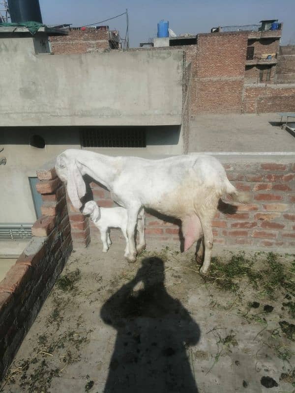 Goat with her baby available for sale 0