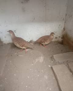 Female for sale,(Rs 5,000/-) contact no. 0344-6861986